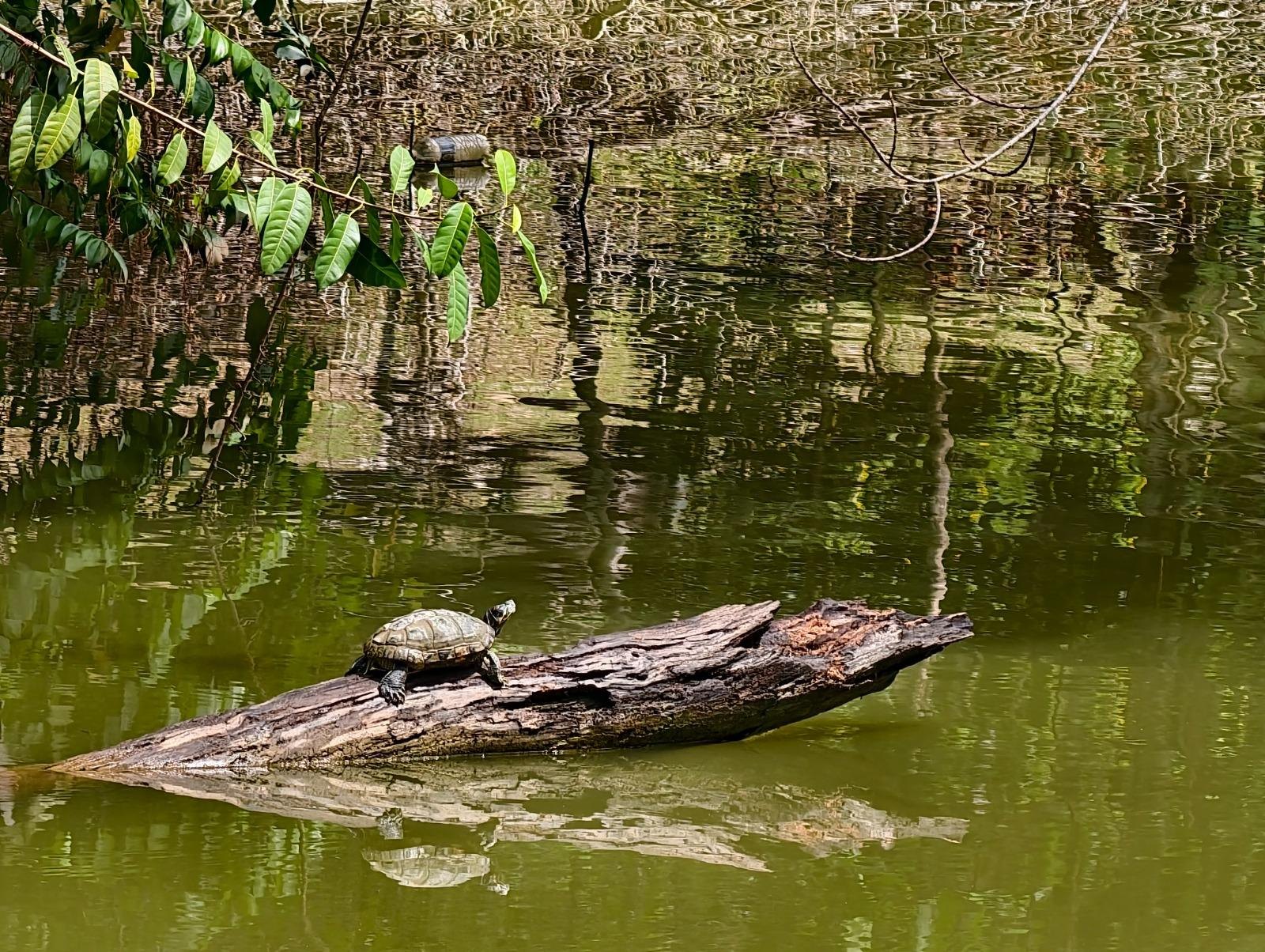 Turtles basking on a log in the park's lake